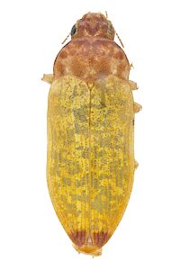 Castiarina crockerae, PL1356, female, EP, 8.0 × 3.1 mm